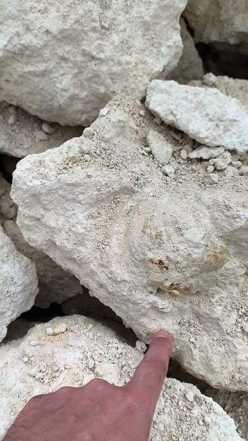 Campanile Giganteum 2026 04 19 1