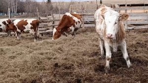 Подключили электропастух/Отправили Мару к коровам