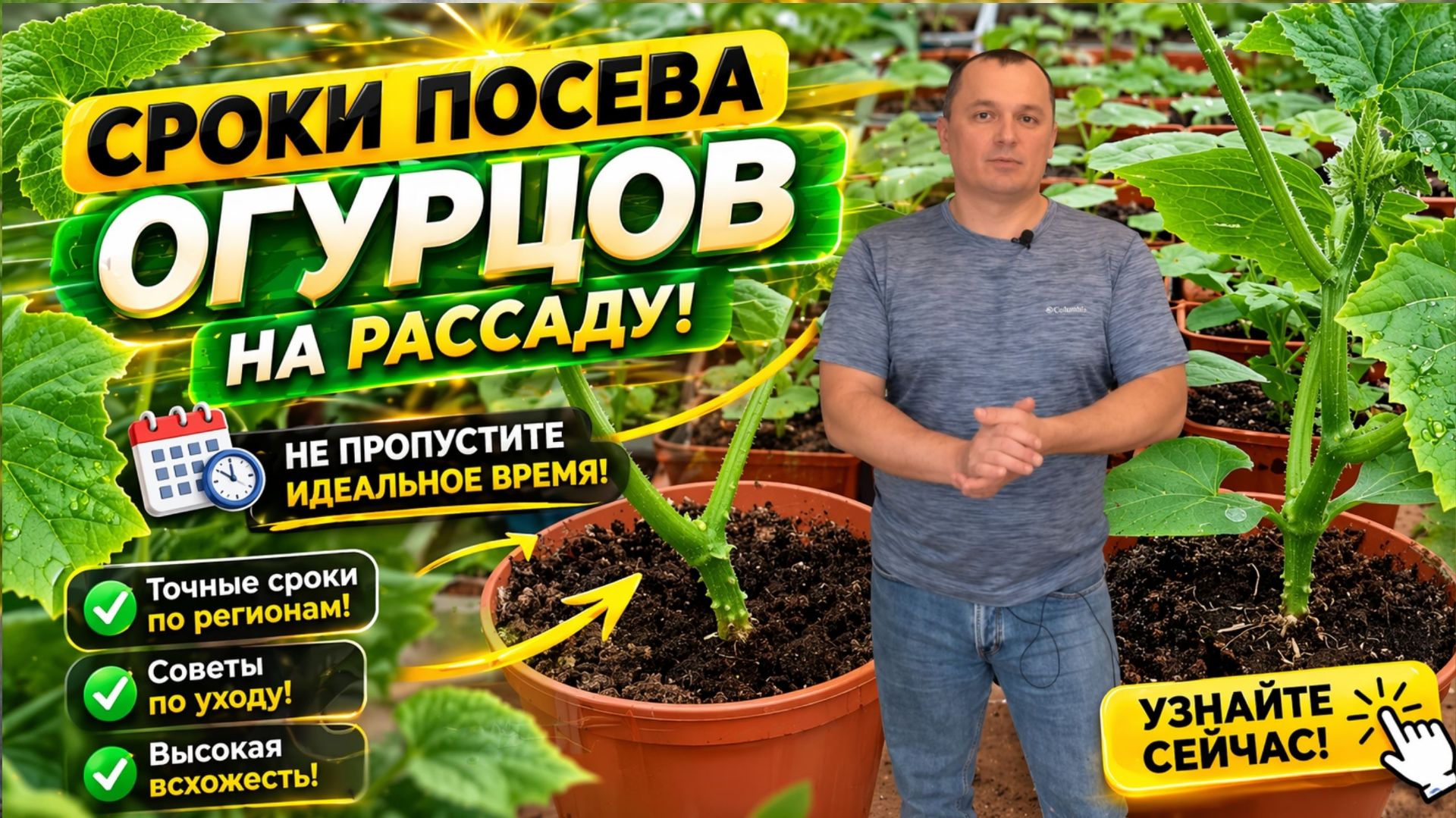 Когда сеять огурцы на рассаду- точные сроки посева семян.