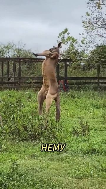Кенгуру — главный отморозок Австралии 🤯🫶🙀