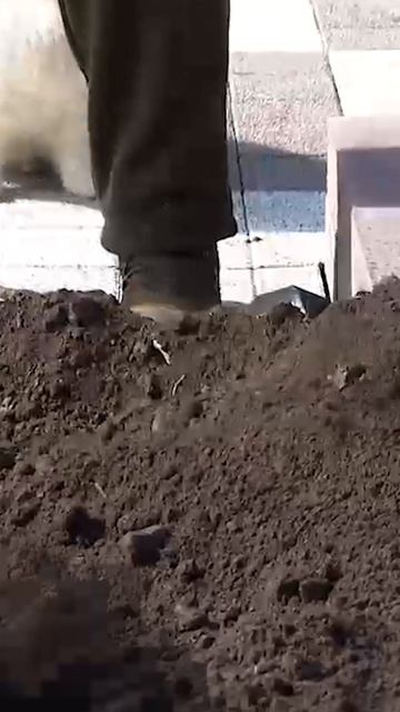 Лукашенко взял лопату и посадил деревья на субботнике