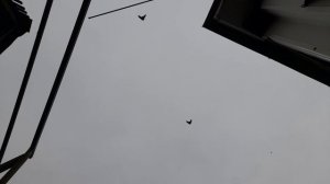 Николаевские голуби 48 RUS