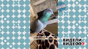 Юля и голубь. Видели видео? Фрагмент выпуска от 05.04.2026