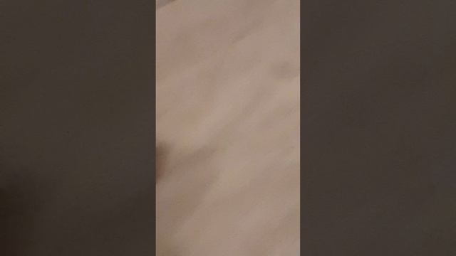 что с котом