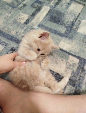 разговор сколько у меня было кошек и собак в жизни