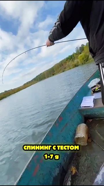 Щука 1.2 кг на спининг с тестом 1-7g