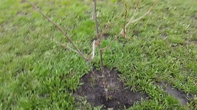 Моё хозяйство в деревне