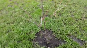 Моё хозяйство в деревне