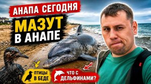 АНАПА СЕГОДНЯ: мазут, птицы… ЧТО С ДЕЛЬФИНАМИ?!