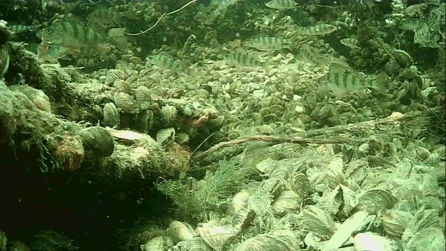 1000015291.mp4Волга гл.2м.19.04.2026г.