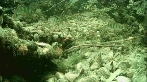 1000015291.mp4Волга гл.2м.19.04.2026г.