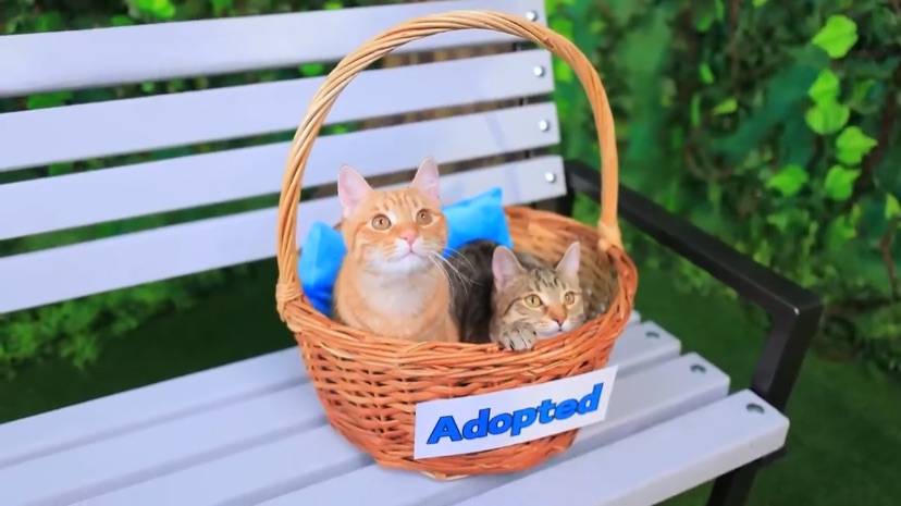 Челлендж одного цвета! Хеллоу Китти Vs Куроми строят домики для кошек!