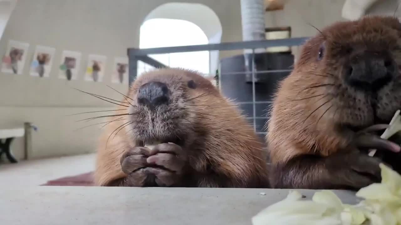 #видео #животные #Милые