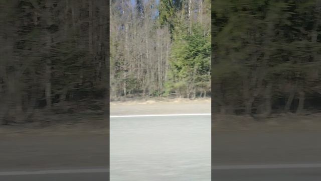 Природа. Хаски. Красота