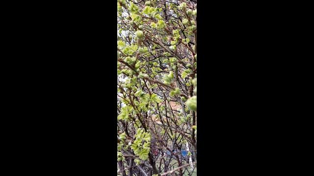 Весна уже в Москве!