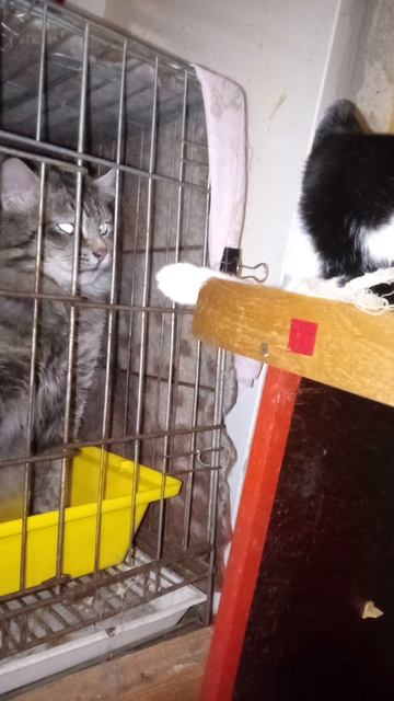 Кокетлива девчонка: сама к тебе я не полезу,но вот-  мои лапчёнки🐈