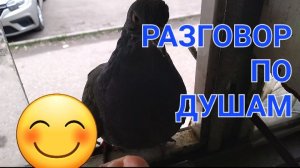 Разговор по душам🕊🕊🕊🕊🕊🕊🕊🌿🌿🌿🌿🌿🌿🌿