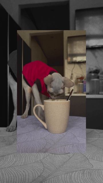 Бандитка Луна 🫶🏼