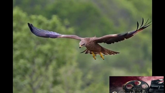 Полёт коршуна: музыка для глубокого расслабления.