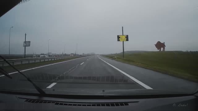 Зубр, статуя на Минке. Минск-Брест. Беларусь.