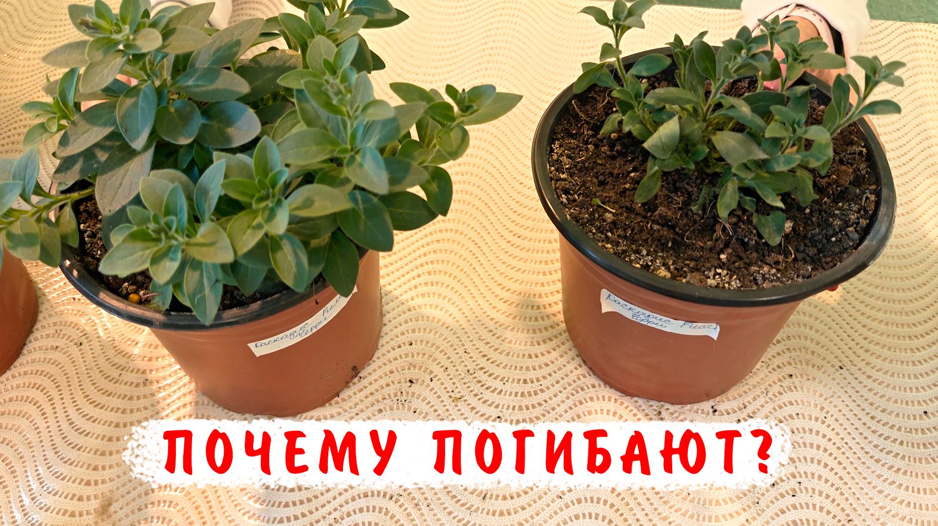 Почему увядают петунии? Что делать, чем обработать, чем пролить петунии при грибковых болезнях