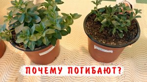 Почему увядают петунии? Что делать, чем обработать, чем пролить петунии при грибковых болезнях