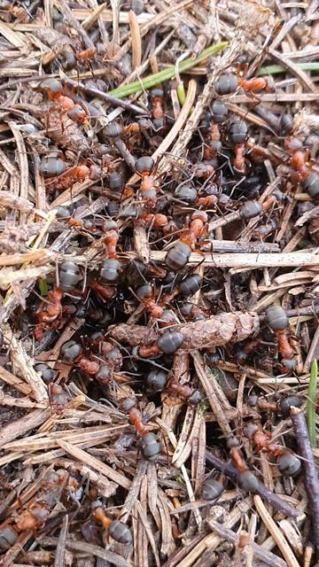 Муравьи пью берёзовый сок #shorts