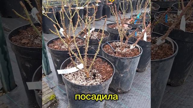 Сроки посадки растений