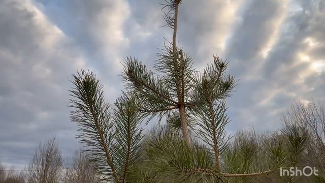 Середина апреля , посадка плодовых, туи. Подготовка площадки под бытовку.