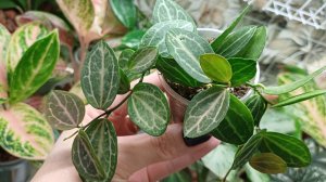 Много новых комнатных растений🌿☀️ Распаковка🎉