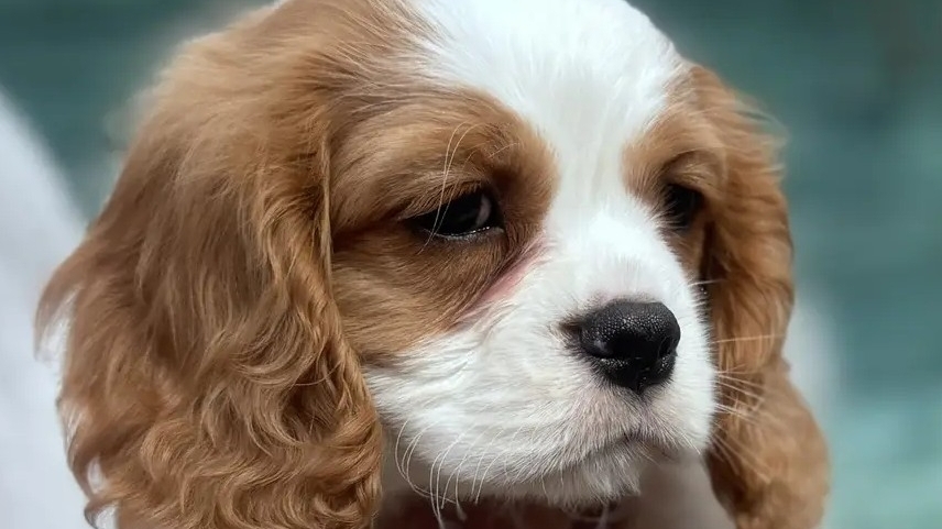 📞+7 964 640-90-83 Щенки Кавалер Кинг Чарльз спаниель