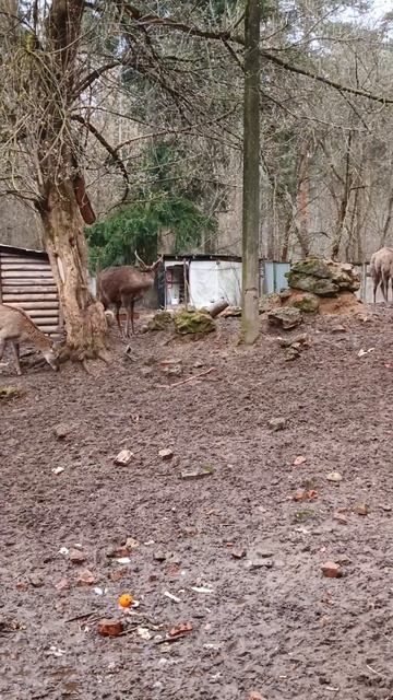 Олень махает мне рогами. Малаховка глазами местного.