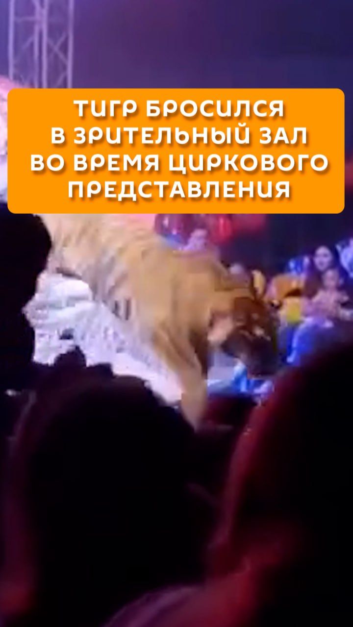 Тигр бросился в зрительный зал во время циркового представления