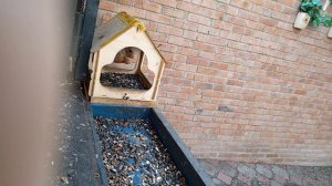 вольные белочки