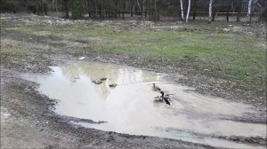 Сюрикэндзюцу и утки