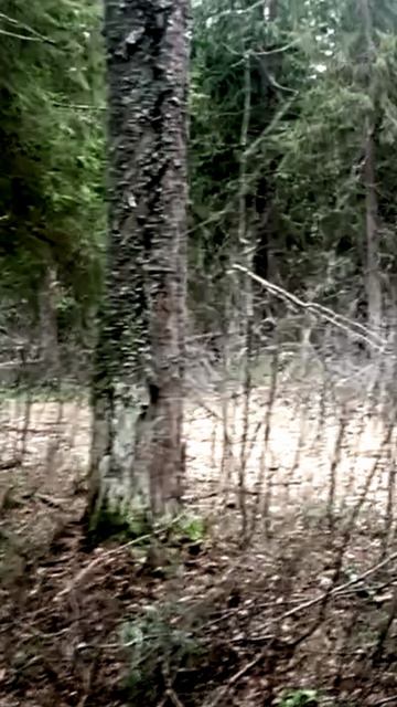 Брыковский лес в посёлке Никологоры