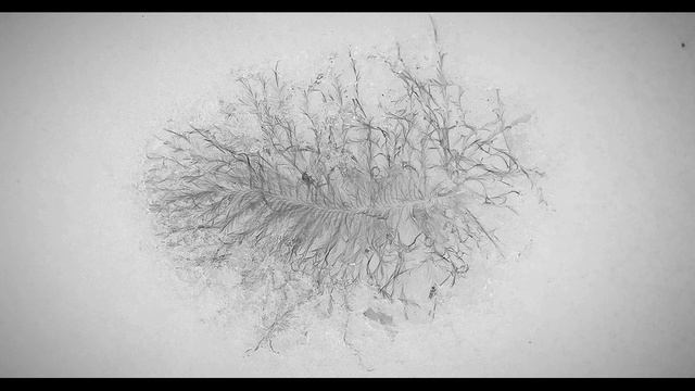 П. Коэльо. О знаках и всеобщем языке. Алхимик. Фрагмент 8 из 23