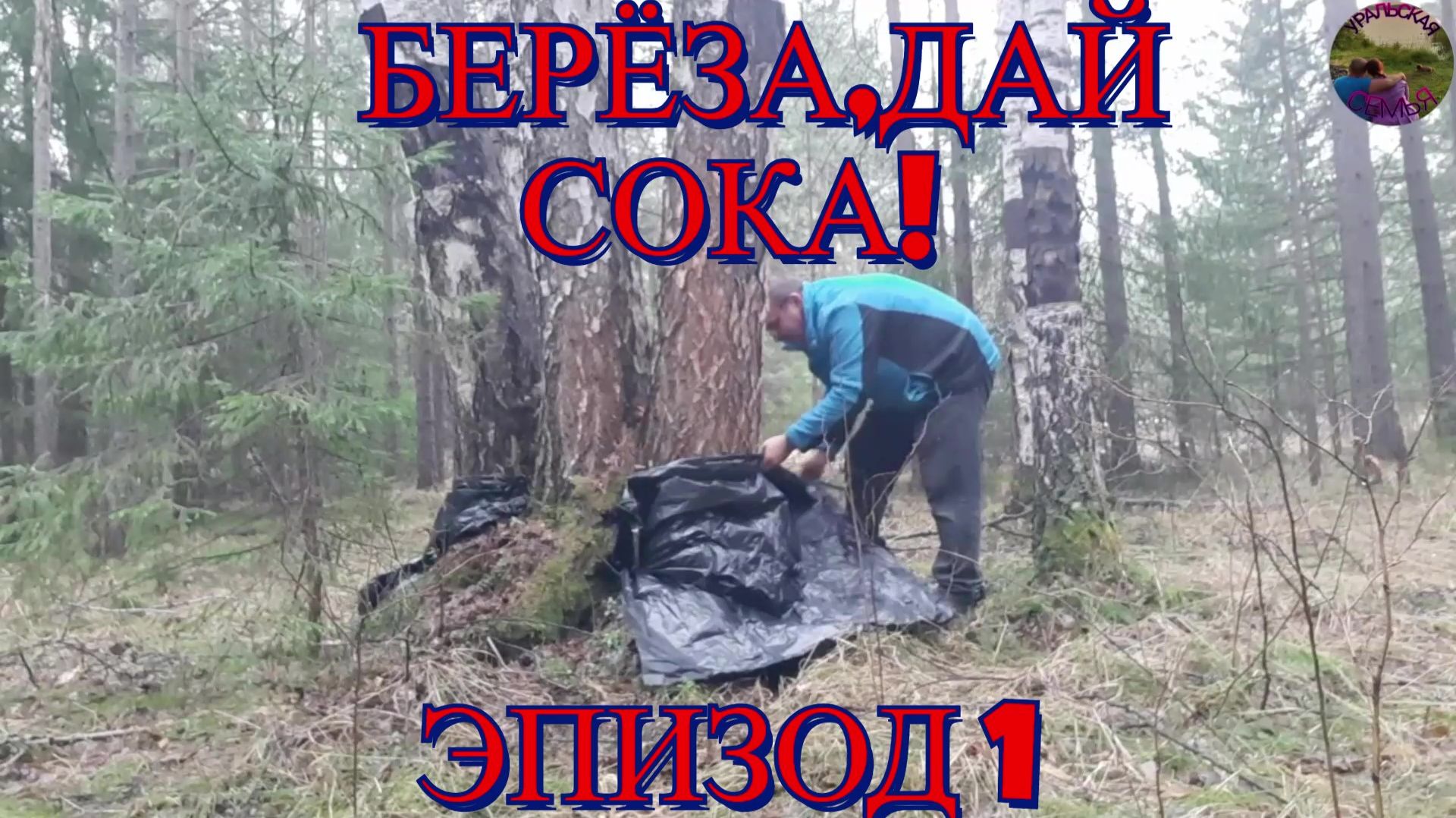 Как в детстве: собираем берёзовый сок по старинке