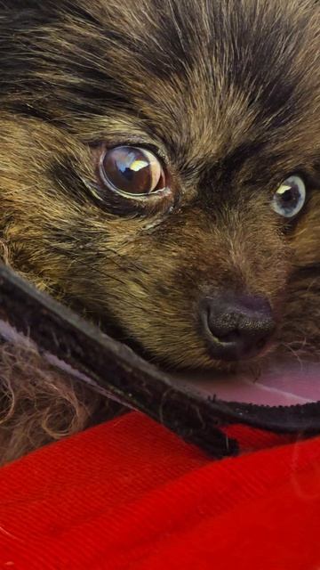 Когда устала от закапывания в глаз шпиц собака животные шпицы