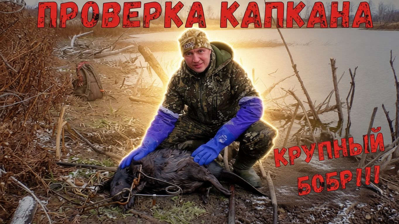 ПРОВЕРКА КАПКАНА НА БОБРА / ДОБЫТ КРУПНЫЙ БОБР / КАДРЫ С ФОТОЛОВУШКИ / ВЗВЕДЕНИЕ КАПКАНА BRIDGER