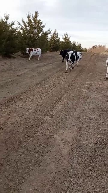 Перед снежной бурей Апрелька стадо привела домой, 17-18.04.26