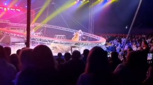 Тигр выскочил в зрительный зал во время выступления в цирке Ростова-на-Дону