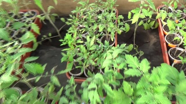 1200 томатов в одной теплице - это слишком много! Начинаю РАССЕЛЯТЬ ТОМАТНУЮ КОММУНАЛКУ!