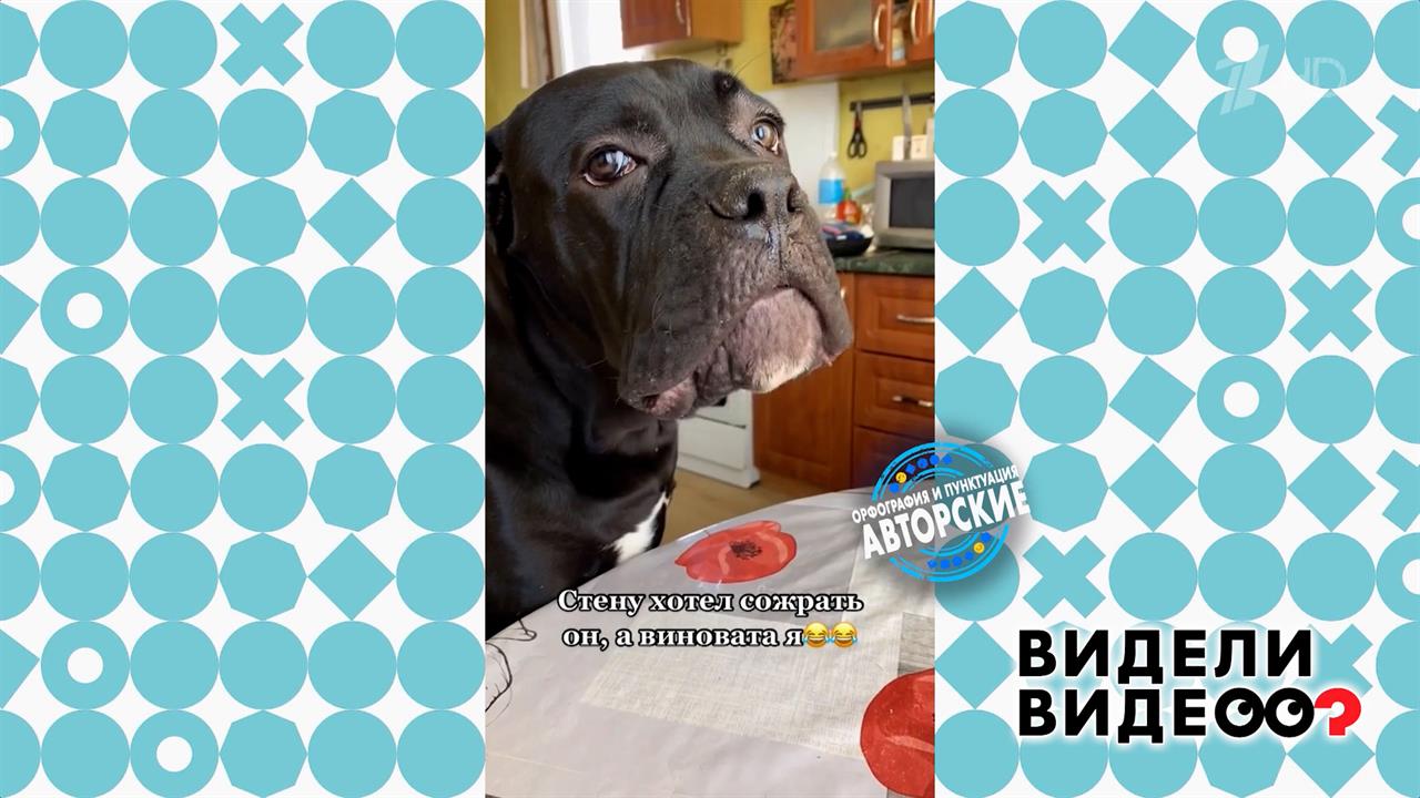 Кане-корсо съел стену. Видели видео? Фрагмент выпуска от 05.04.2026