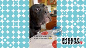 Кане-корсо съел стену. Видели видео? Фрагмент выпуска от 05.04.2026