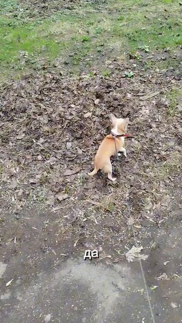 Сеня включился обратно 😀