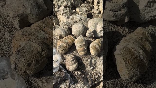 Палео Натюрморт за час Крым Эоцен Крылова Сизакор Юг