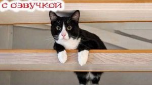 Лучшие Приколы с котами! С ЛУЧШЕЙ ОЗВУЧКОЙ! СМЕШНЫЕ коты! Самые Лучшие Смешные ЖИВОТНЫЕ!
