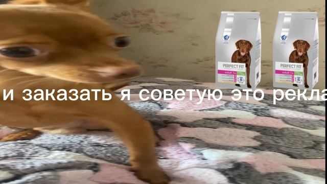 Покупать корм можно на платформах:OZON,WB,Я.Маркет.