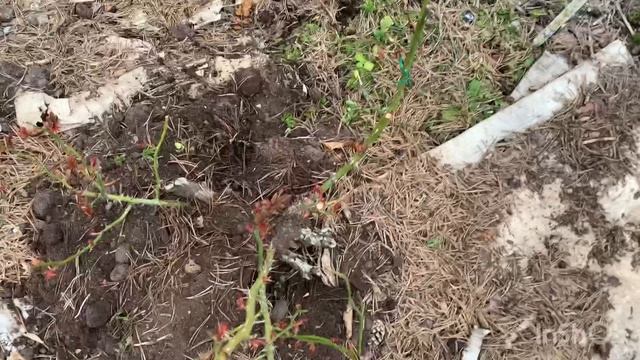 Обзор сада 15 апреля  | Древовидный пион на бутоне